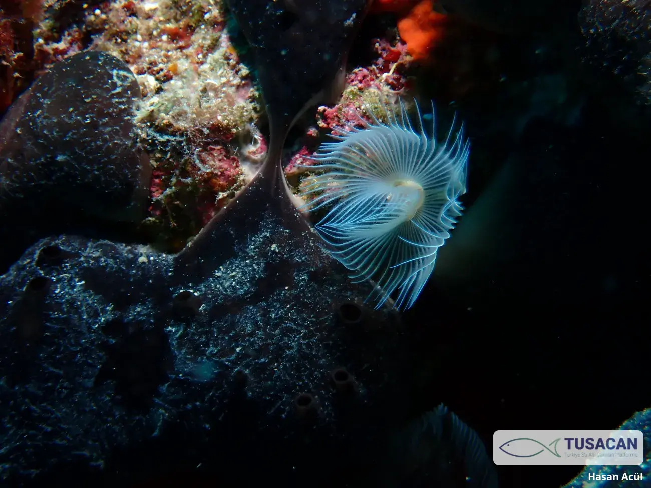 Protula tubularia