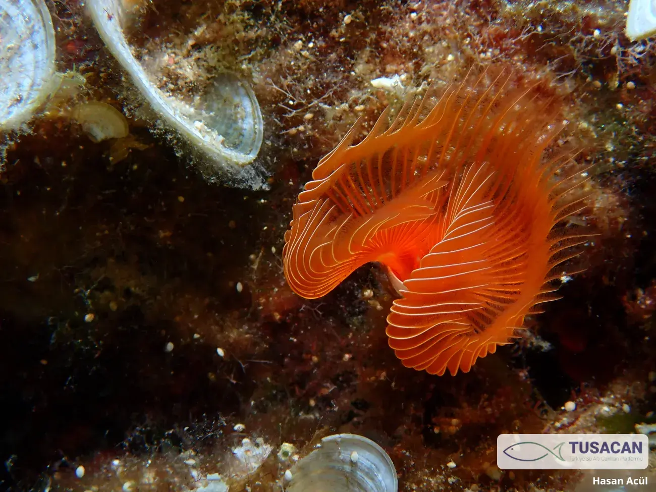Protula tubularia