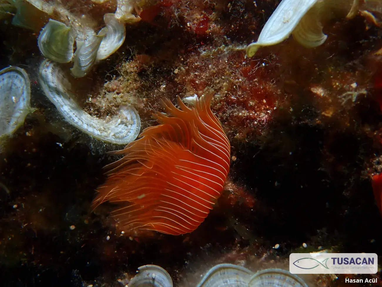 Protula tubularia