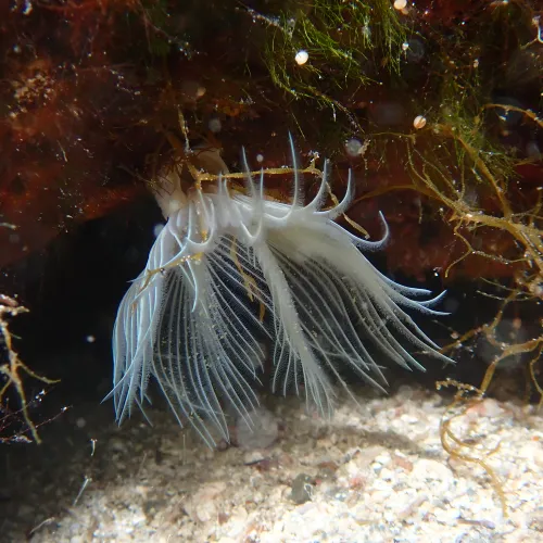 Protula sp.
