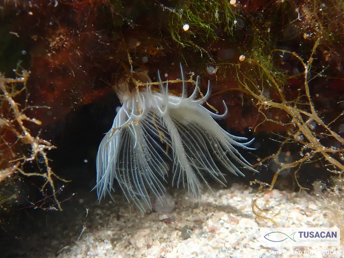 Protula sp.