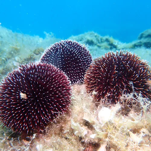 Sphaerechinus granularis