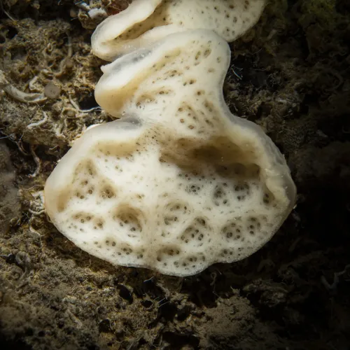 Corticium candelabrum