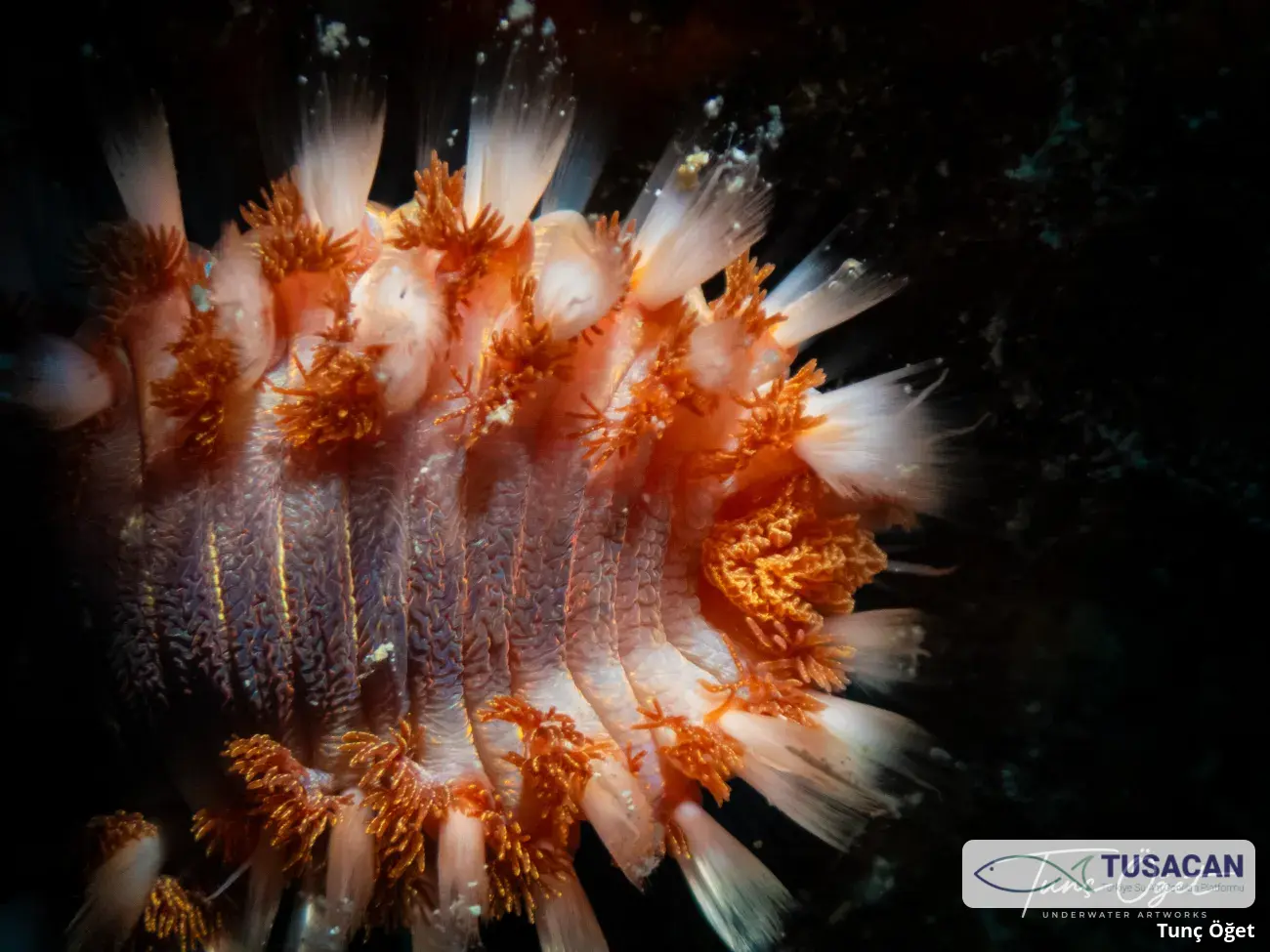 Hermodice carunculata