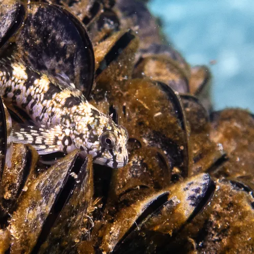 Coryphoblennius galerita