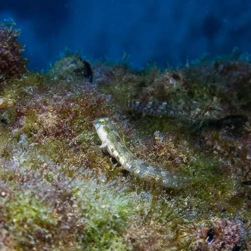 Microlipophrys dalmatinus