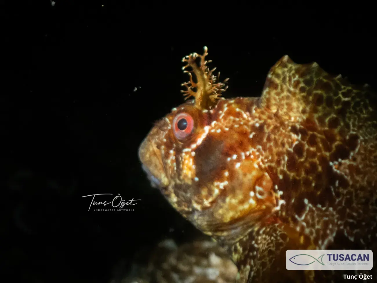 Parablennius gattorugine