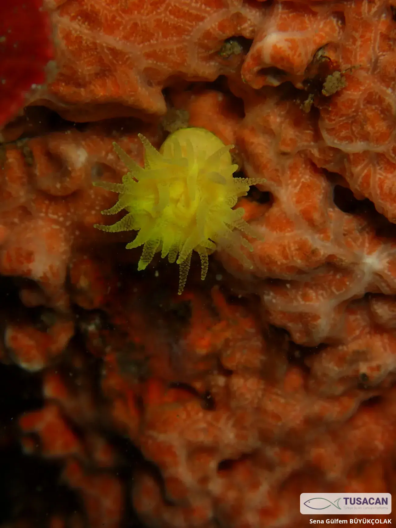 Leptopsammia pruvoti