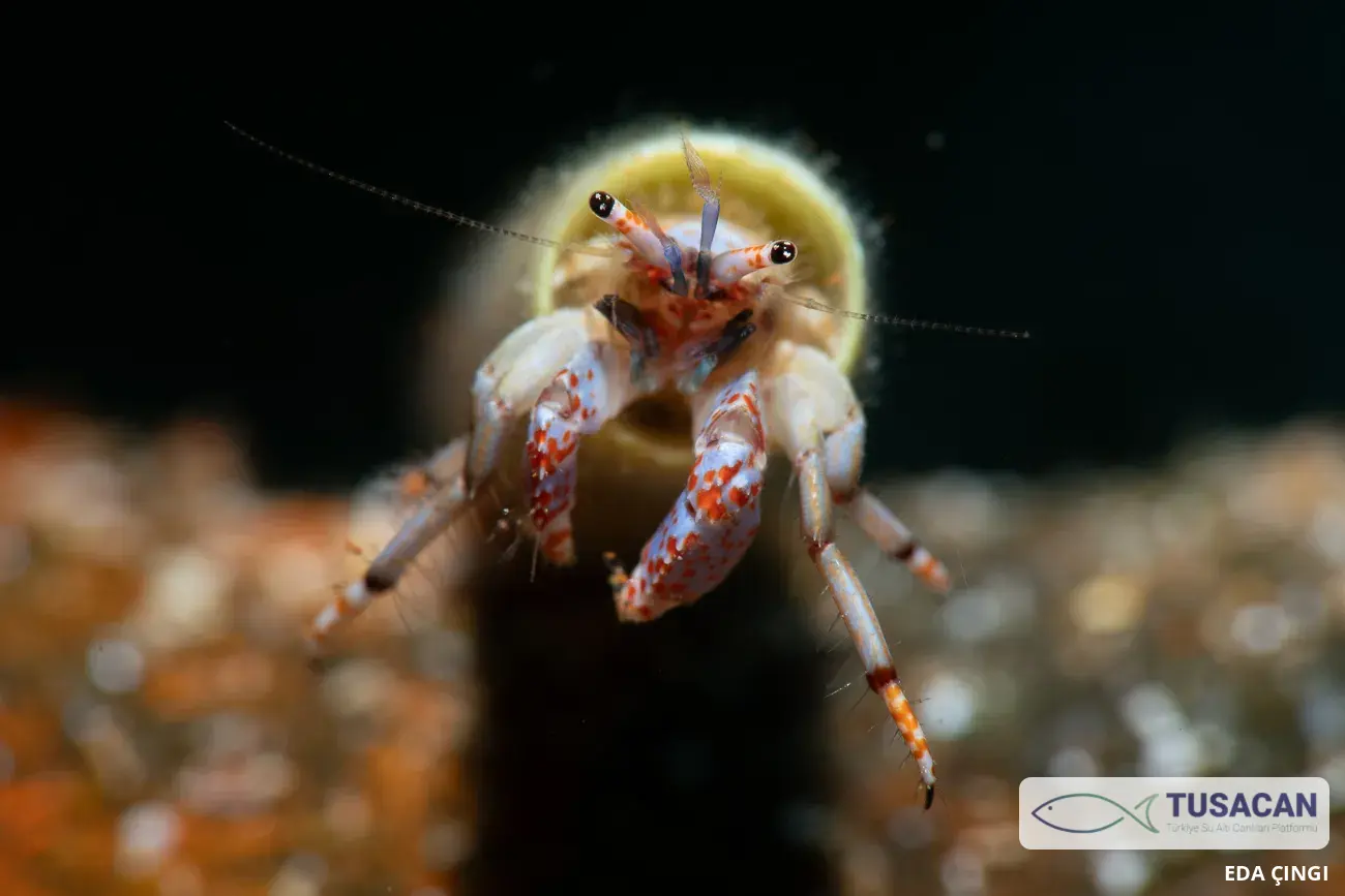 Calcinus tubularis