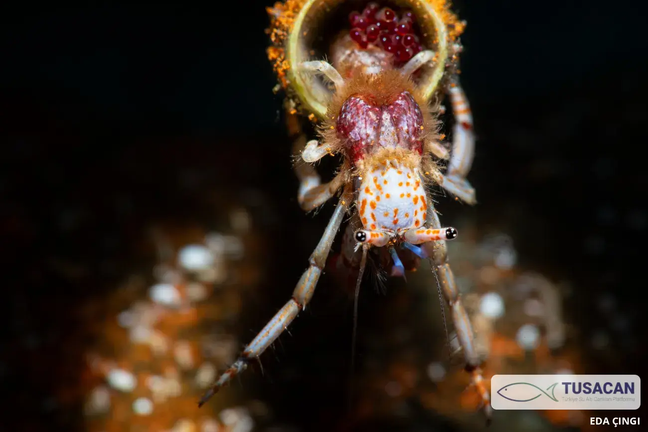 Calcinus tubularis