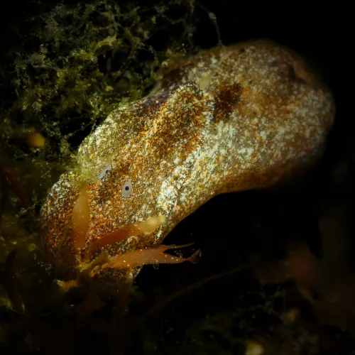 Haminoea orbignyana