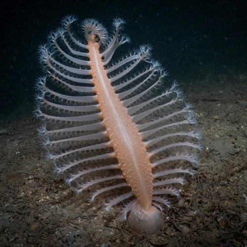Pennatula rubra