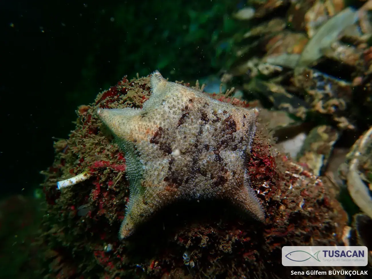 Asterina stellifera