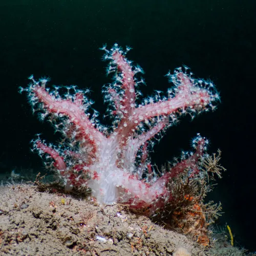 Alcyonium palmatum