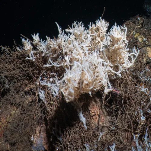 Haliclona Sp.