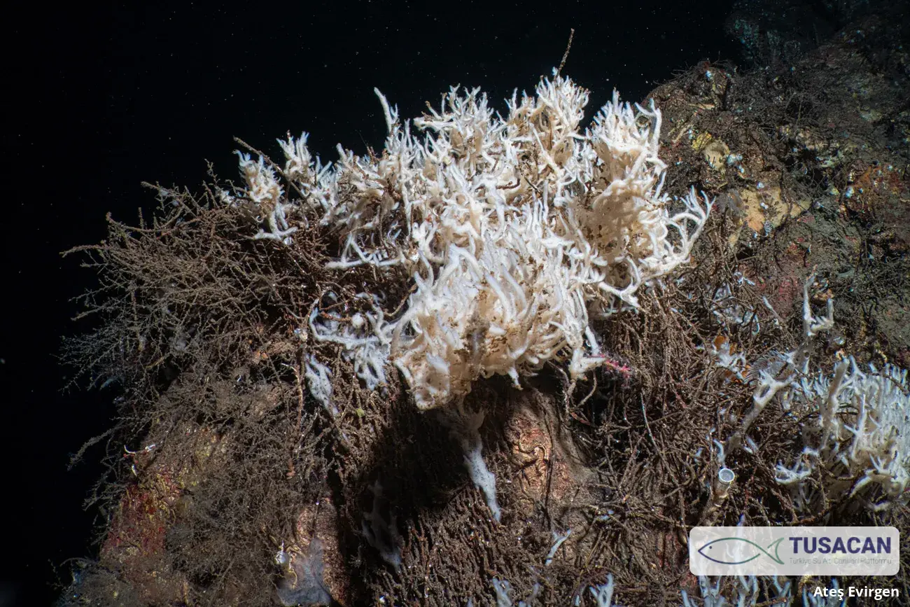 Haliclona Sp.