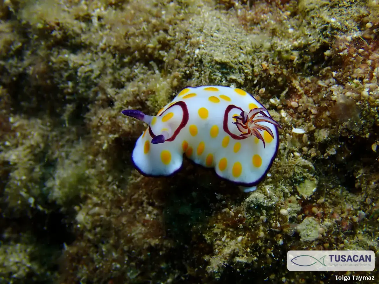 Goniobranchus annulatus
