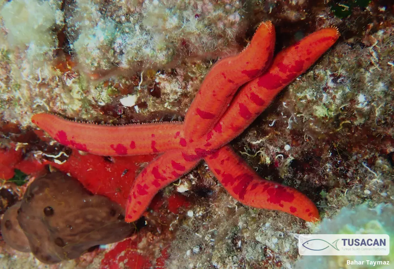 Ophidiaster ophidianus