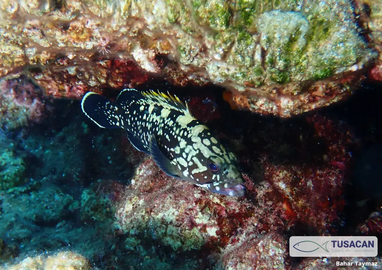 Epinephelus marginatus