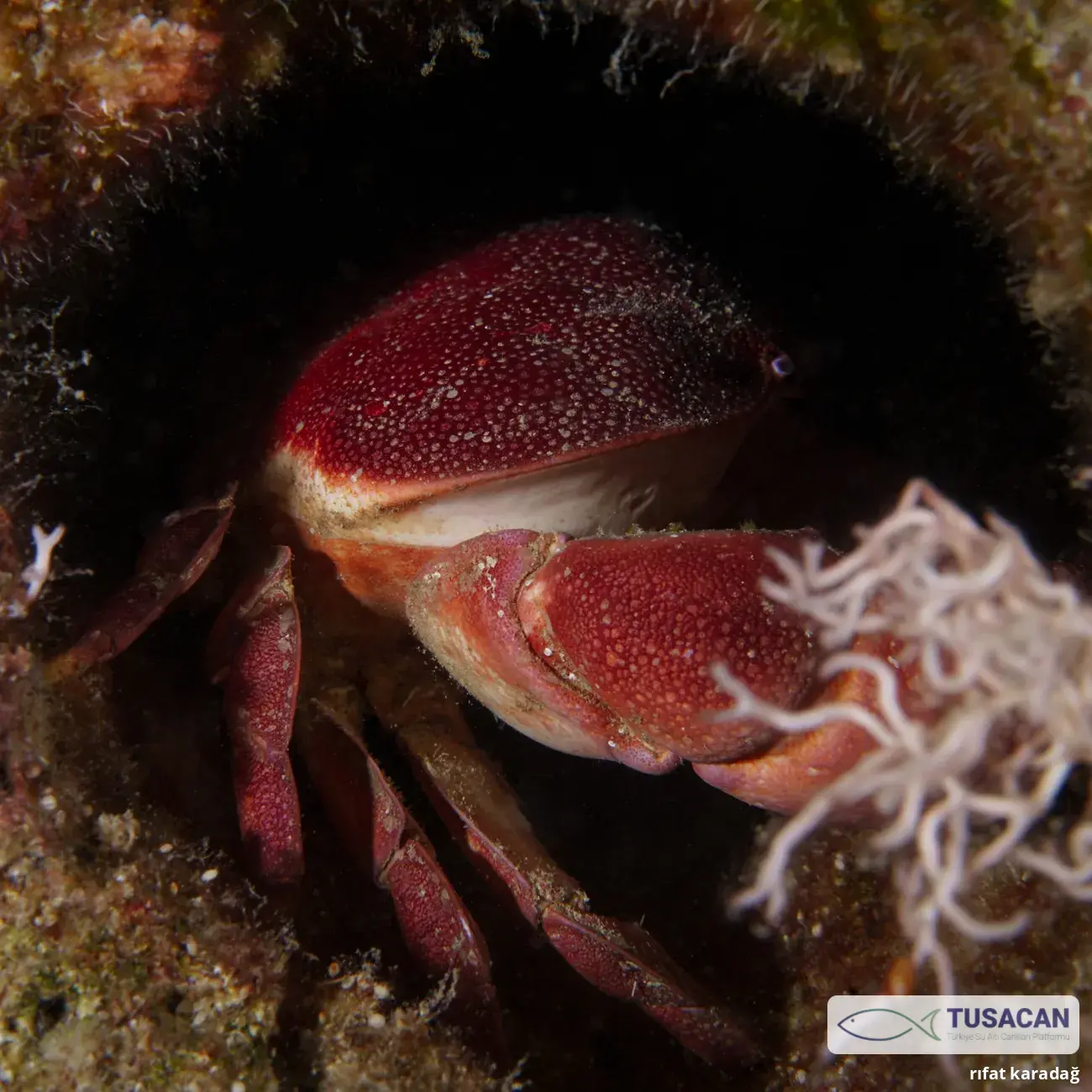 Atergatis roseus