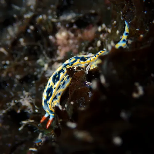Hypselodoris infucata