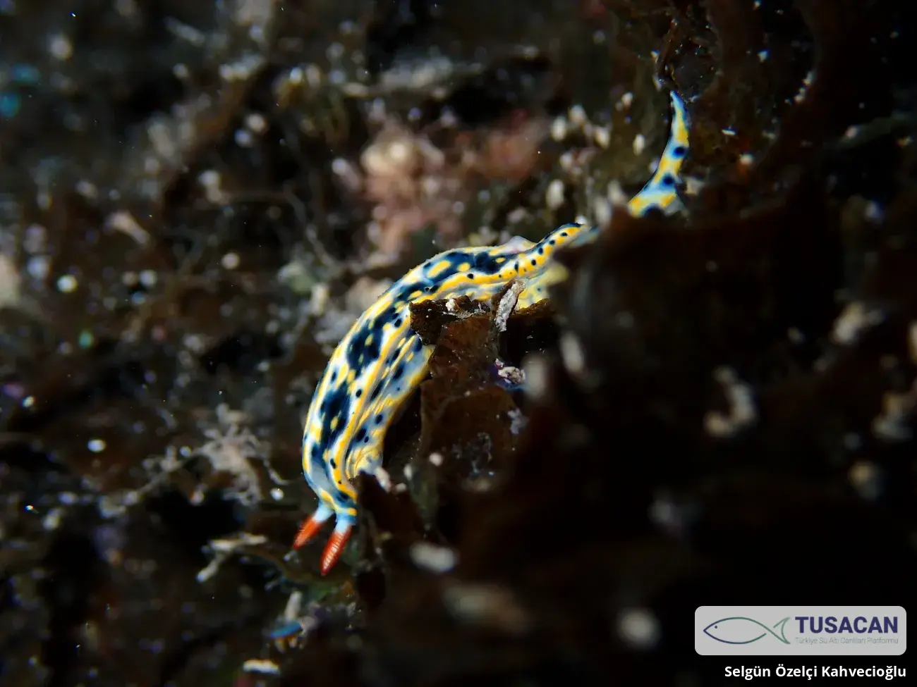 Hypselodoris infucata