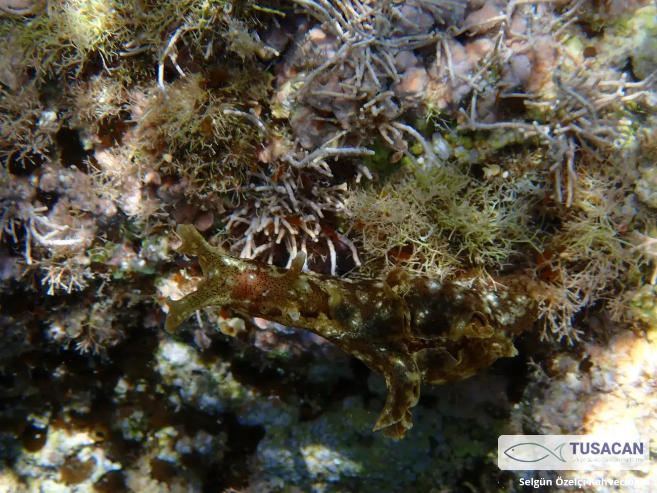 Aplysia depilans