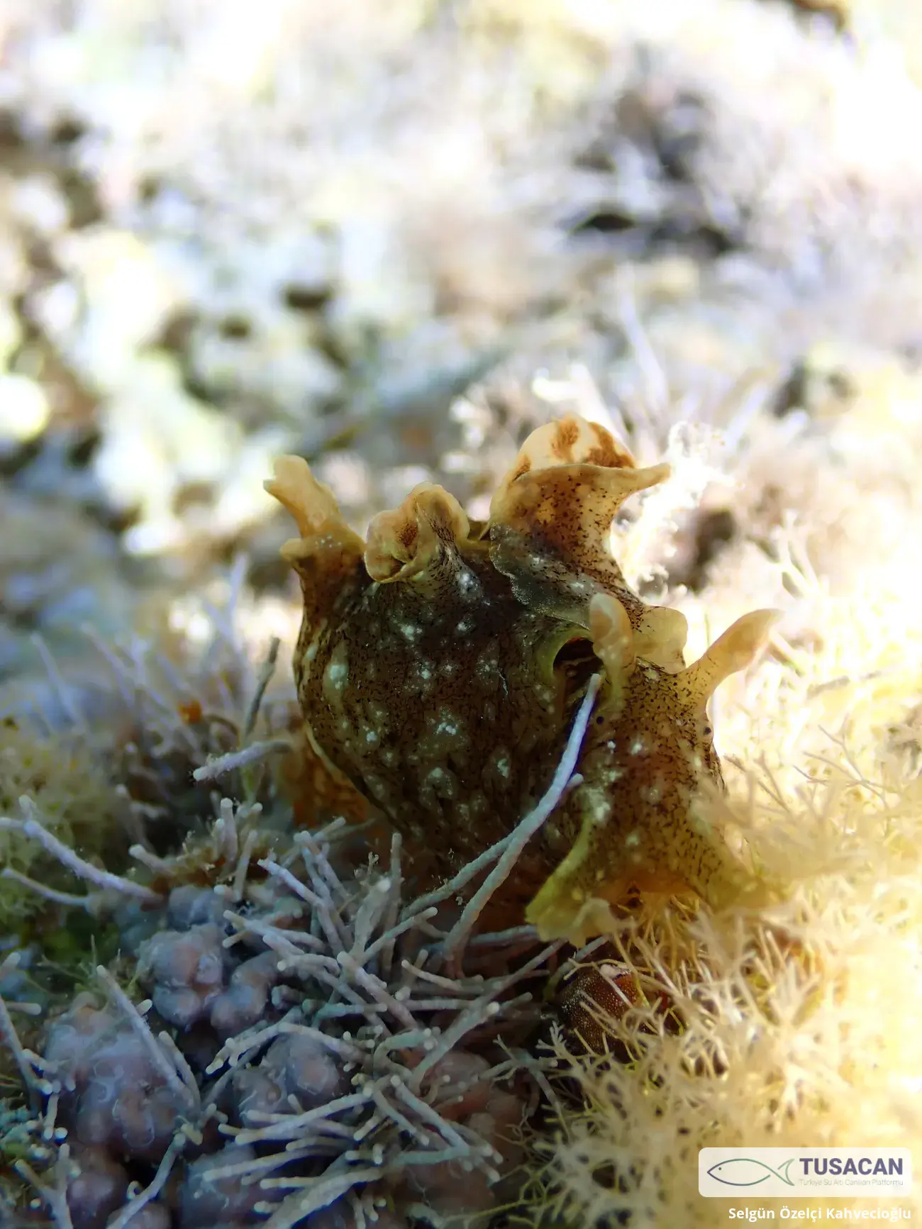 Aplysia depilans