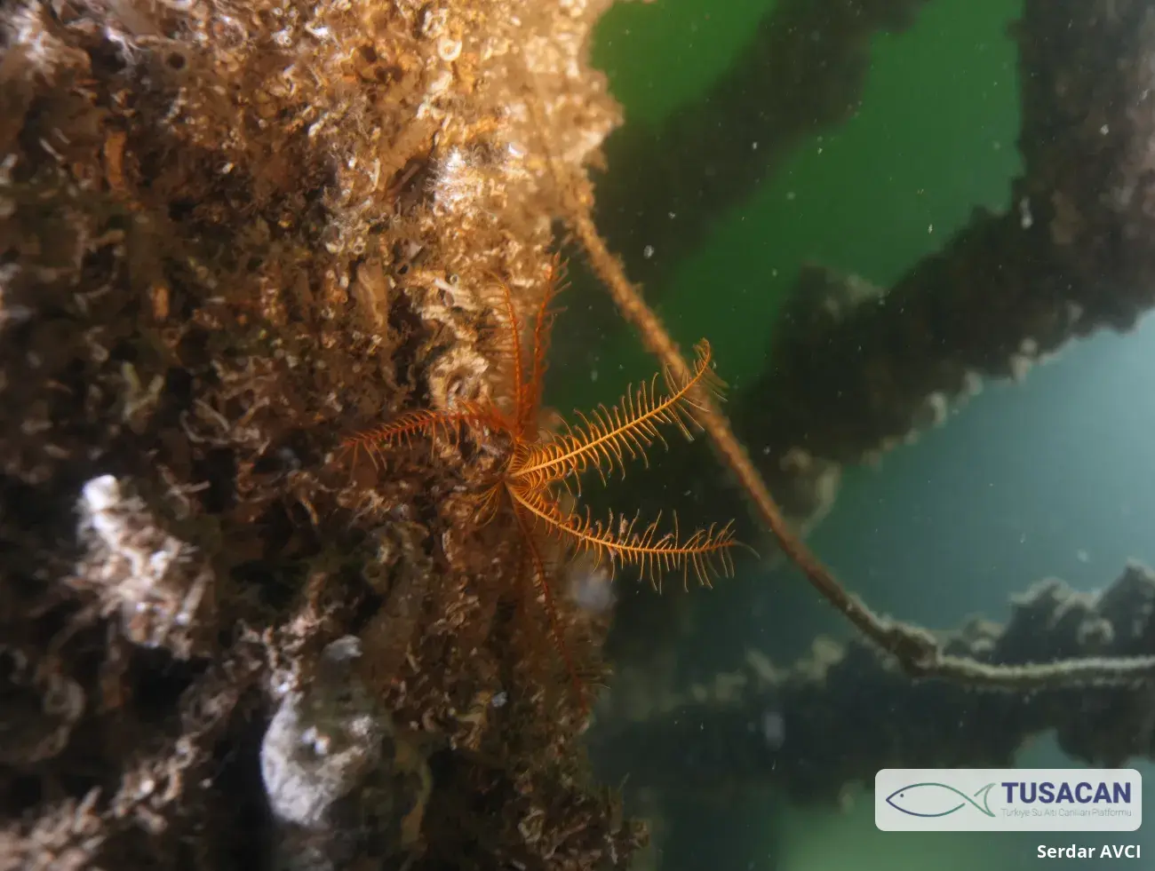 Antedon mediterranea