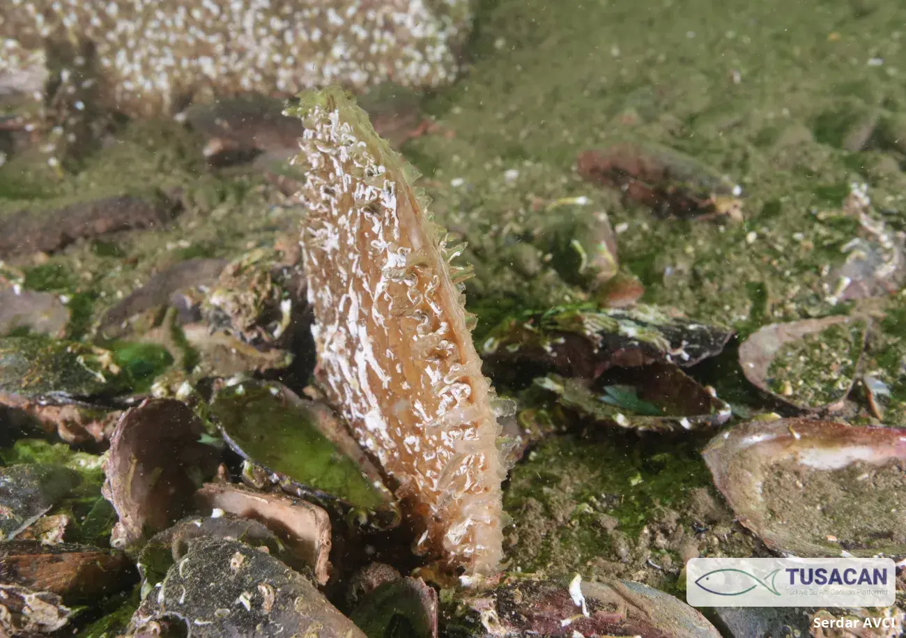 Pinna nobilis