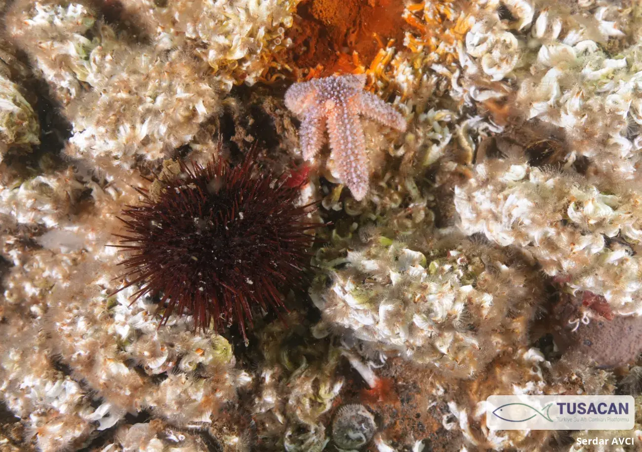 Paracentrotus lividus