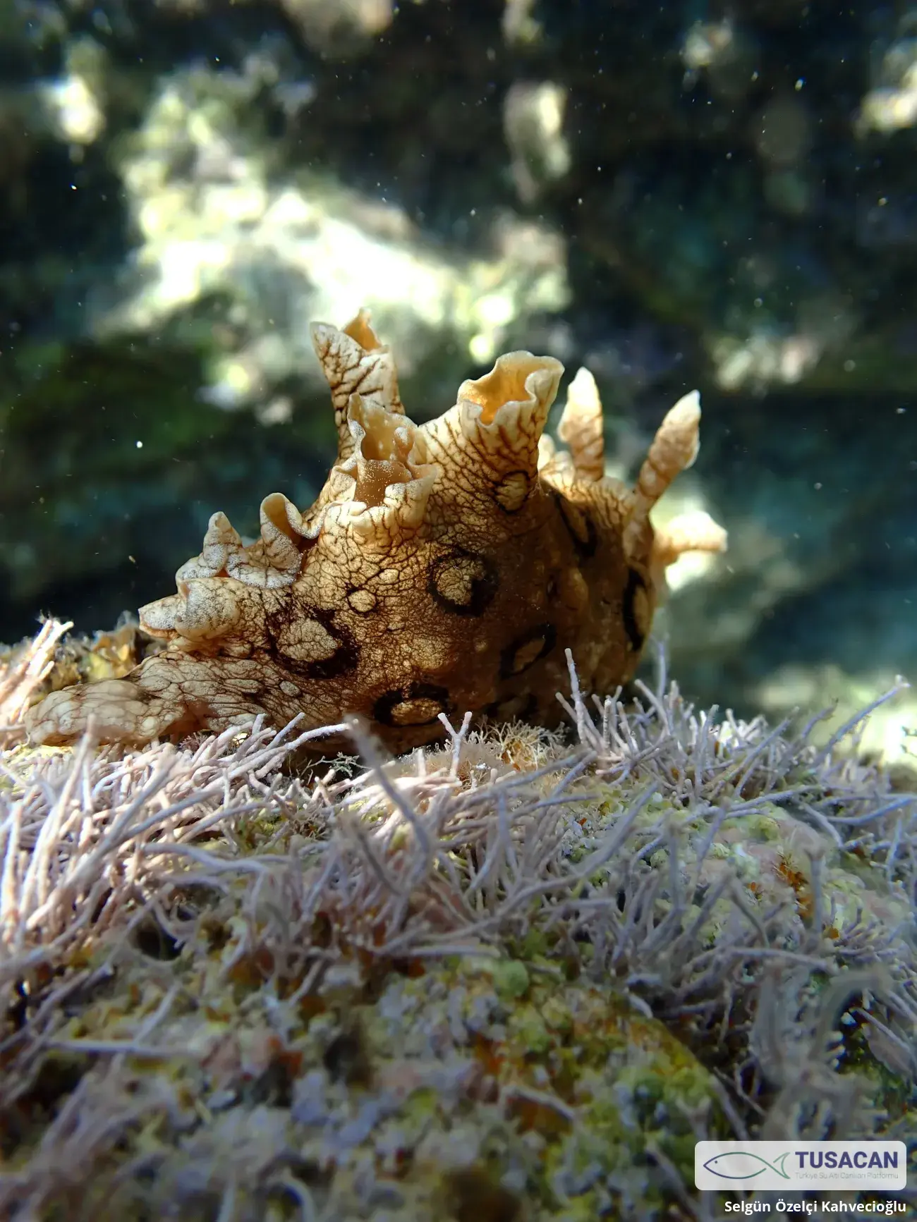 Aplysia dactylomela