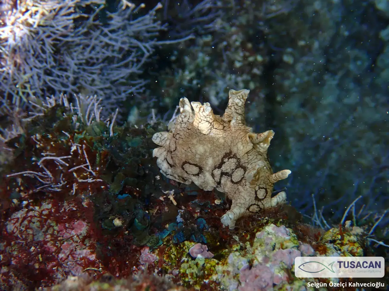 Aplysia dactylomela