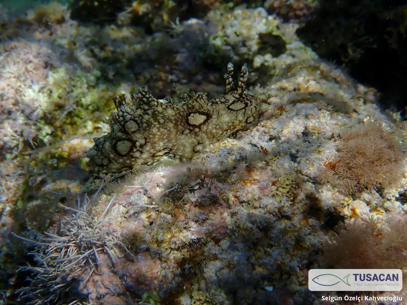 Aplysia dactylomela