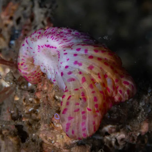 Calliactis palliata