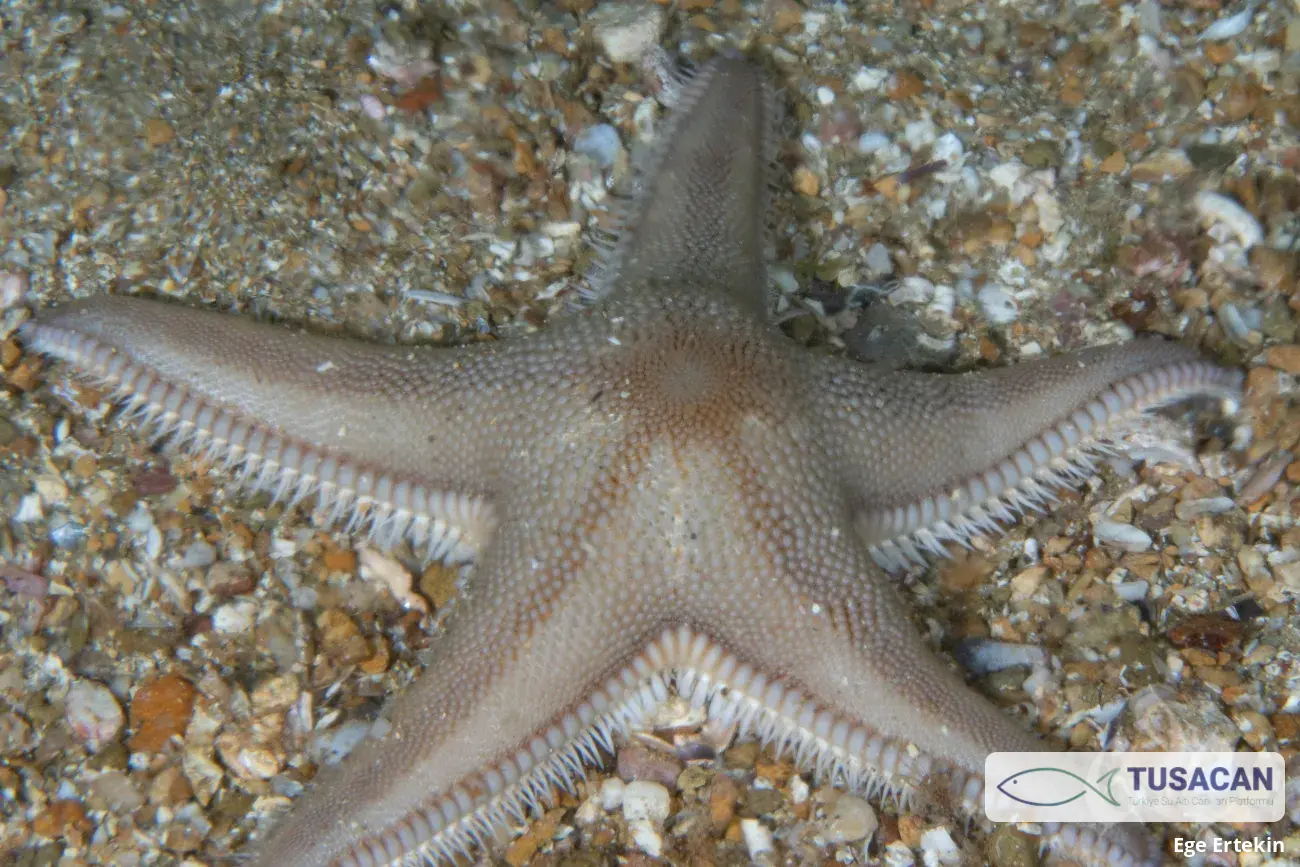 Astropecten irregularis