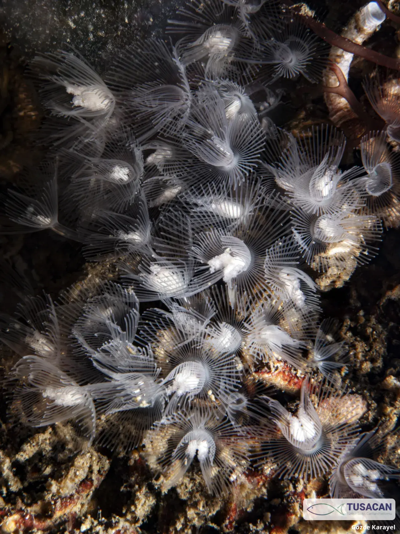 Phoronis hippocrepia