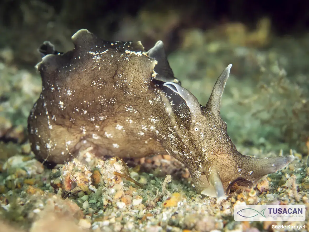 Aplysia punctata