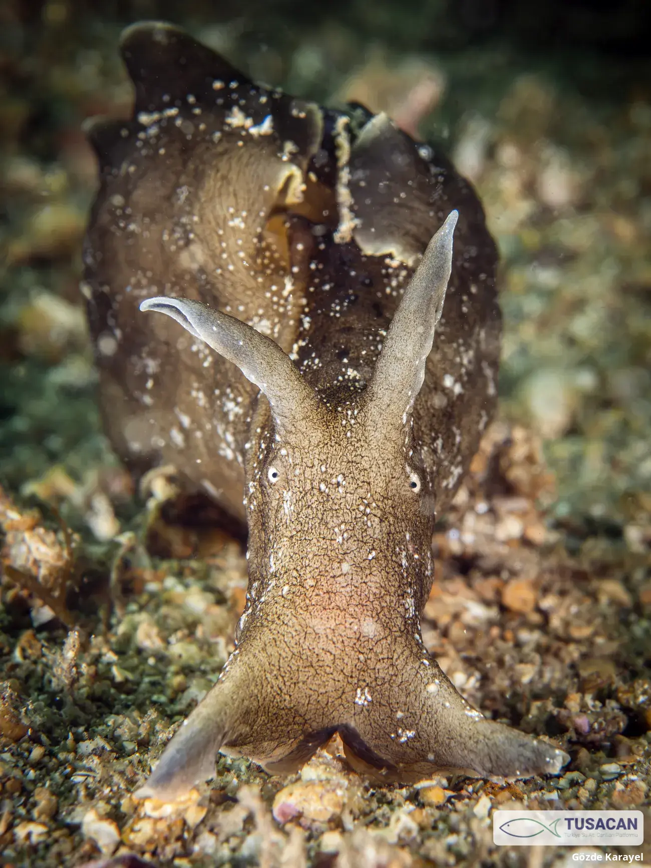 Aplysia punctata