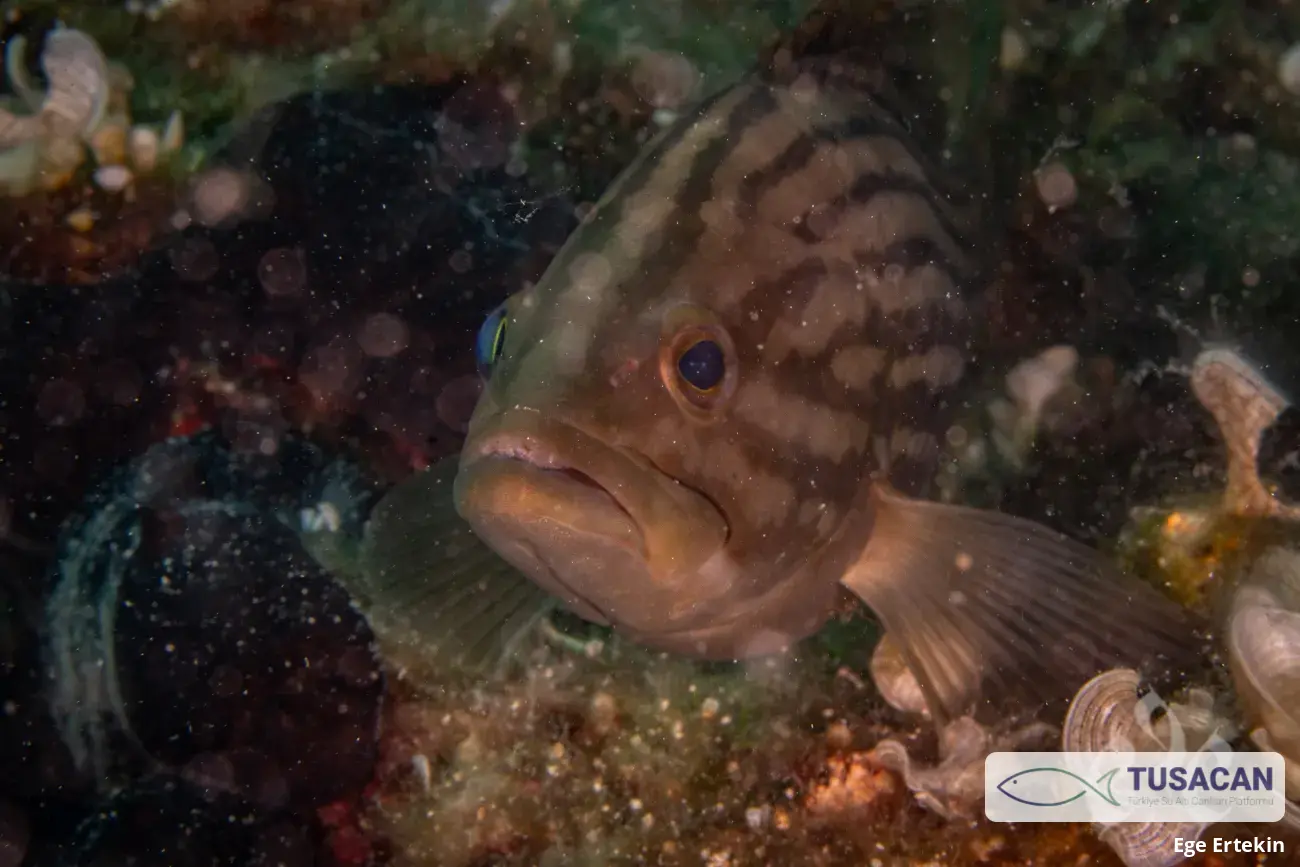 Epinephelus costae