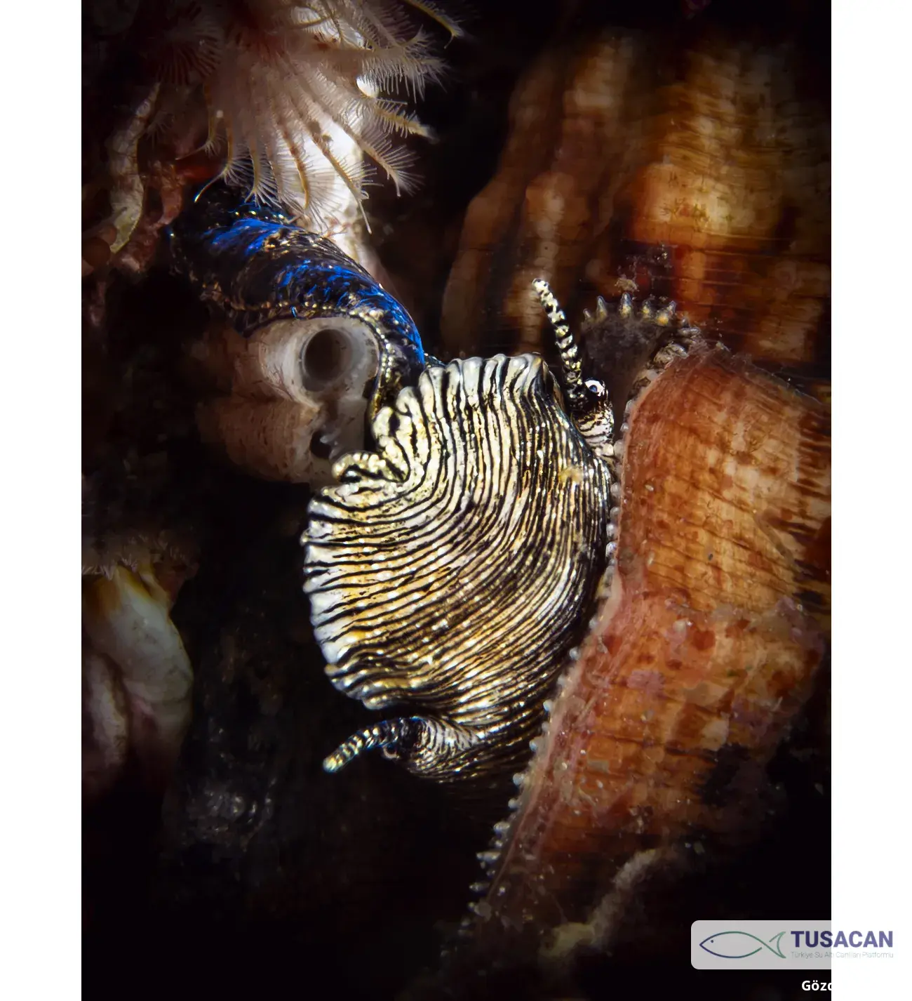 Cerithium sp.