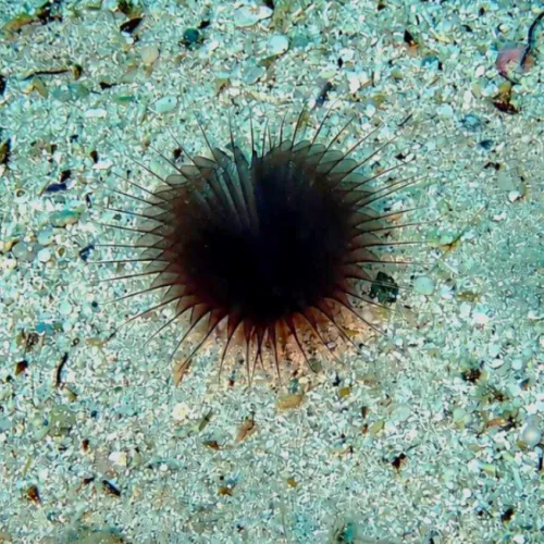 Myxicola infundibulum