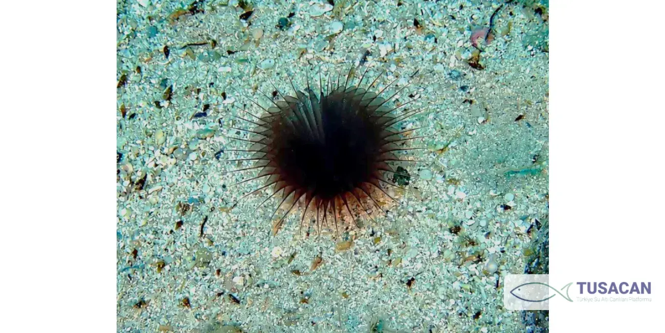 Myxicola infundibulum