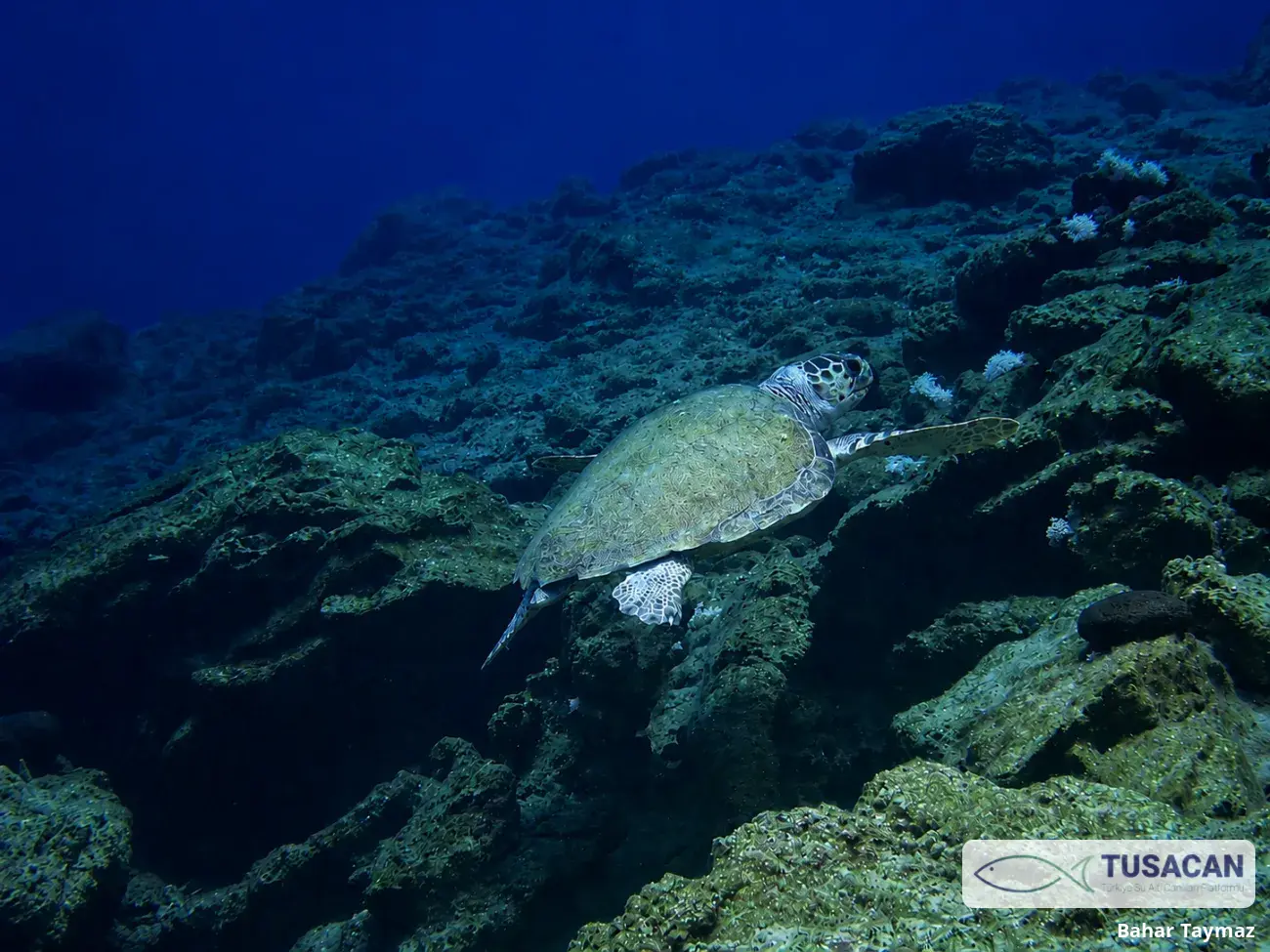 Caretta caretta