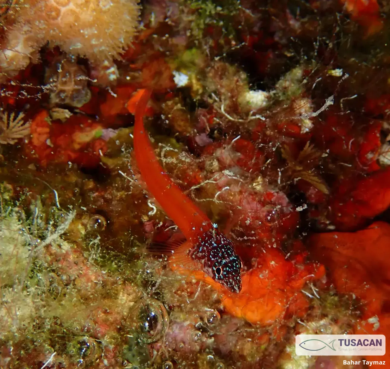 Tripterygion melanurum
