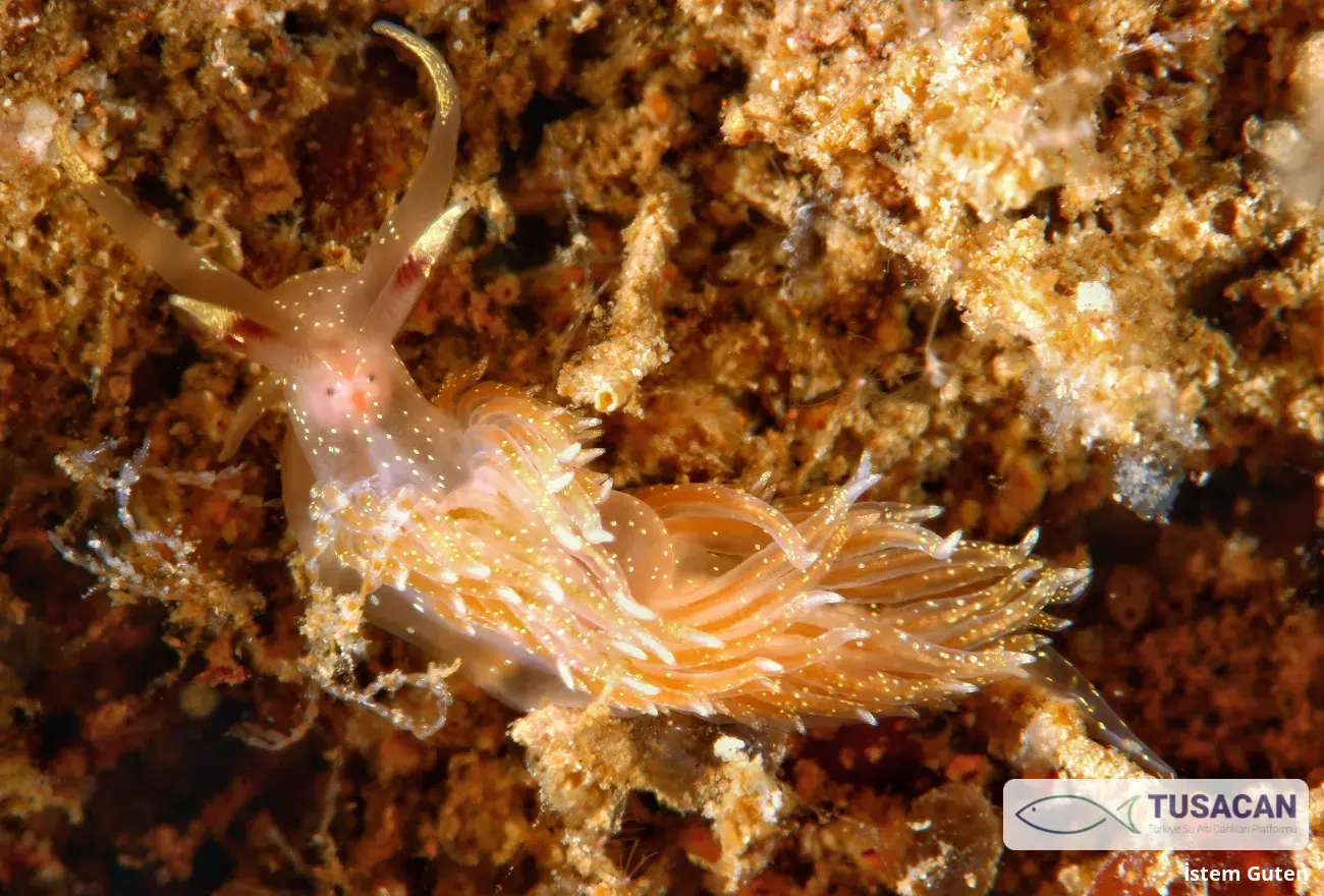 Facelina annulicornis