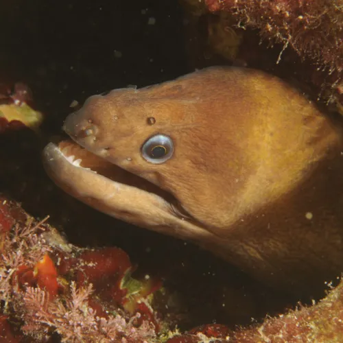 Gymnothorax unicolor
