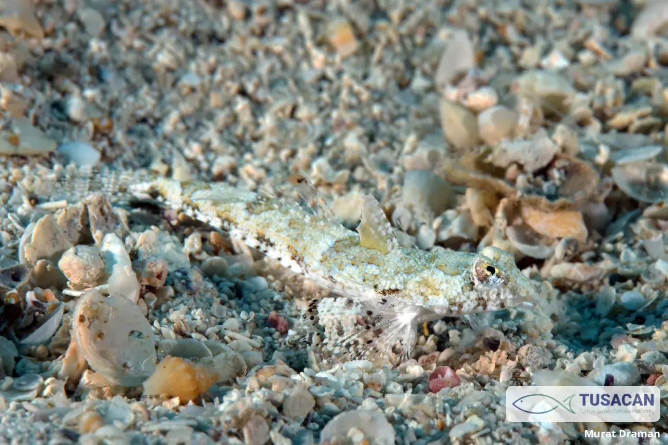 Diplogrammus randalli