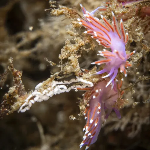 Edmundsella pedata