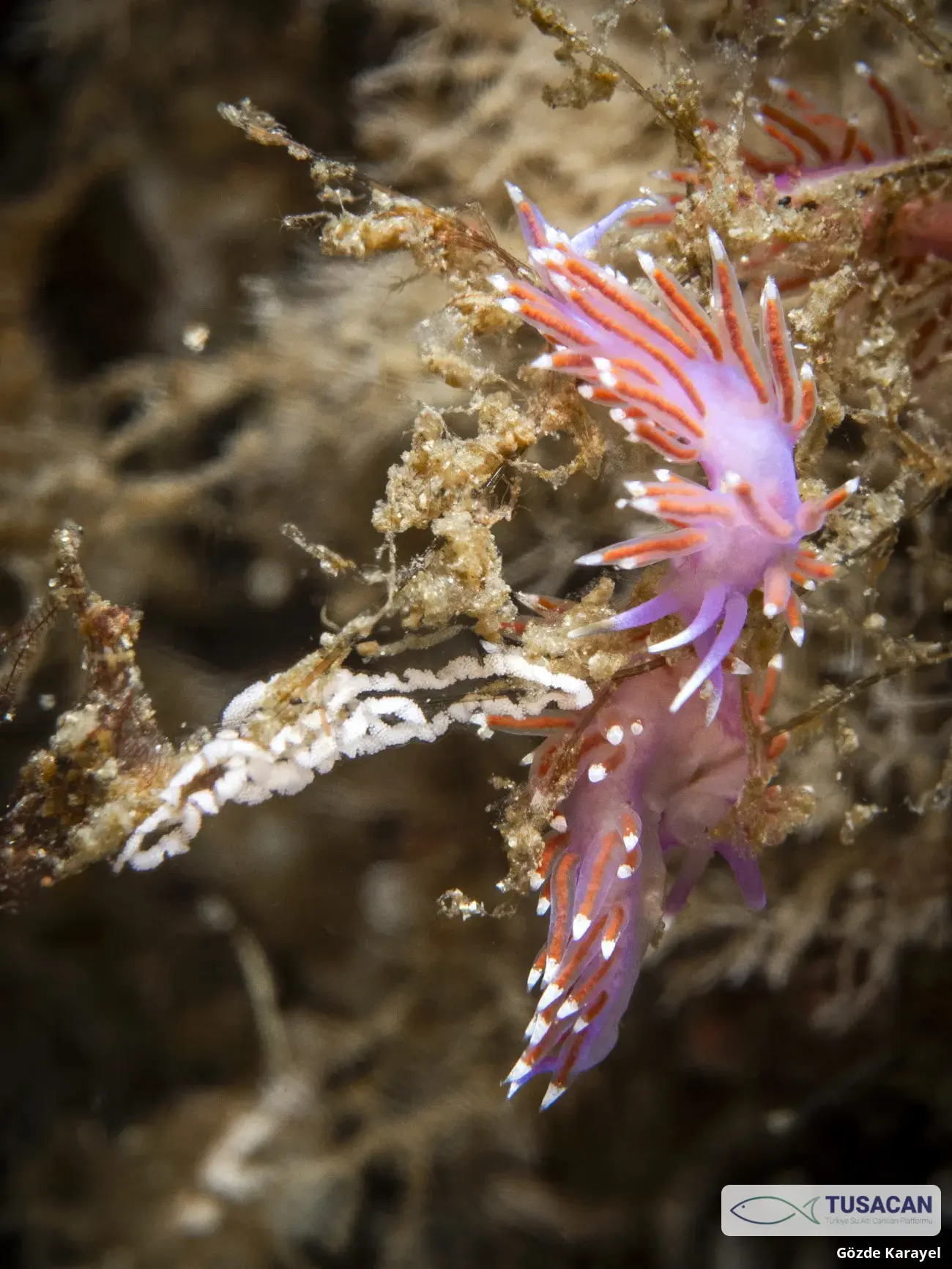 Edmundsella pedata